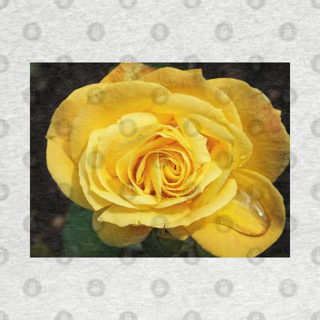 Yellow Rose by Ludwig Wagner